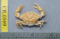 藏品(米氏新扇蟹)的圖片